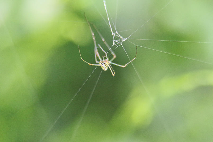 Along Came a Spider Photograph by Montez Kerr