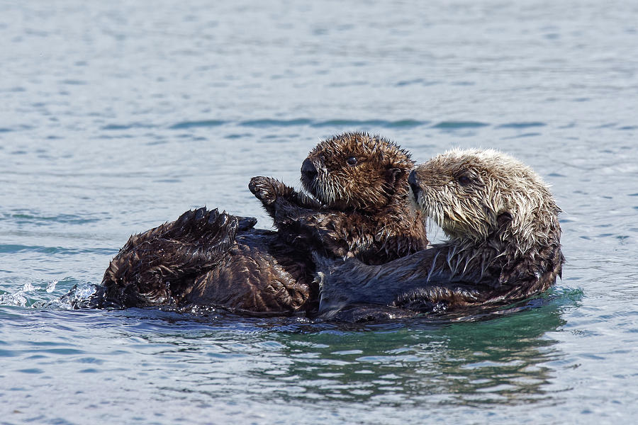 Along for the Ride -- Female Sea Otter and Pup in Morro Bay, California Photograph by Darin Volpe