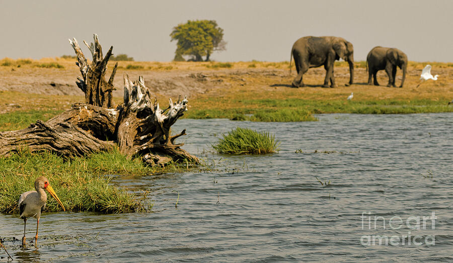 Elephants by the River Photograph - Along the Chobe River by Natural Focal Point Photography