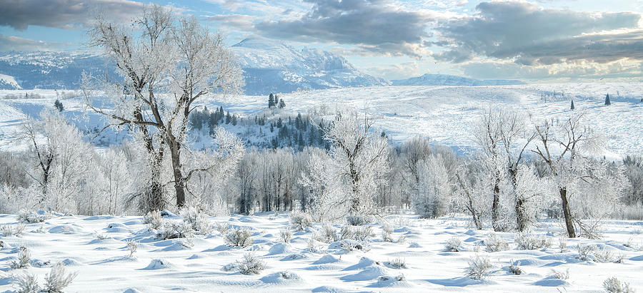 Along the Gros Ventres River in Winter, Grand Tetons Photograph by Marcy Wielfaert