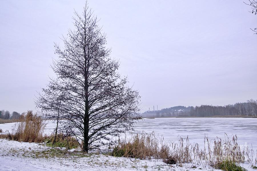 Tree Photograph - Along the pond by Esko Lindell