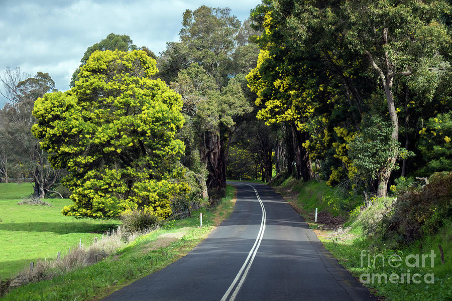 Along the Road to Nannup, Western Australia Photograph by Elaine Teague