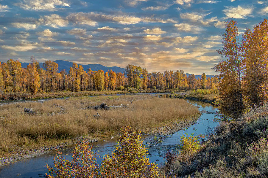 Along the Gros Ventre River in Autumn Photograph by Marcy Wielfaert