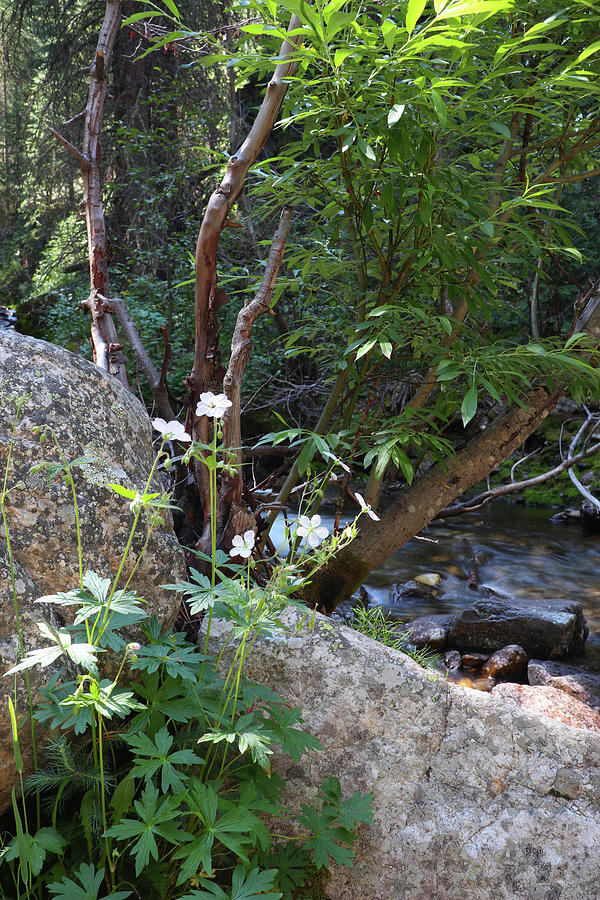 Tree Photograph - Along Timber Lake Creek by Scott Kingery Tree Photograph - Along Timber Lake Creek by Scott Kingery