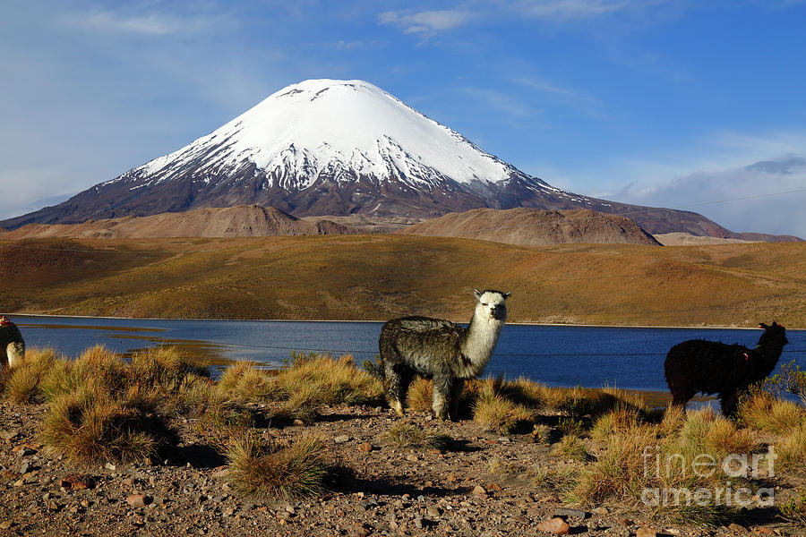 Alpaca and Parinacota Volcano Chile Photograph by James Brunker