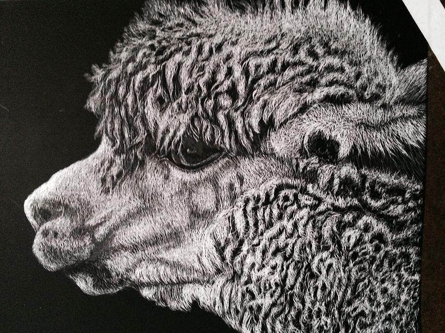 Alpaca black and white Painting by Debbie Hornibrook
