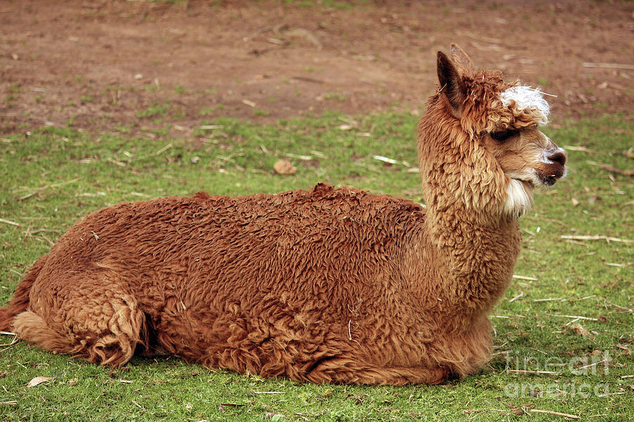 Alpaca Contentment Photograph by Elaine Teague