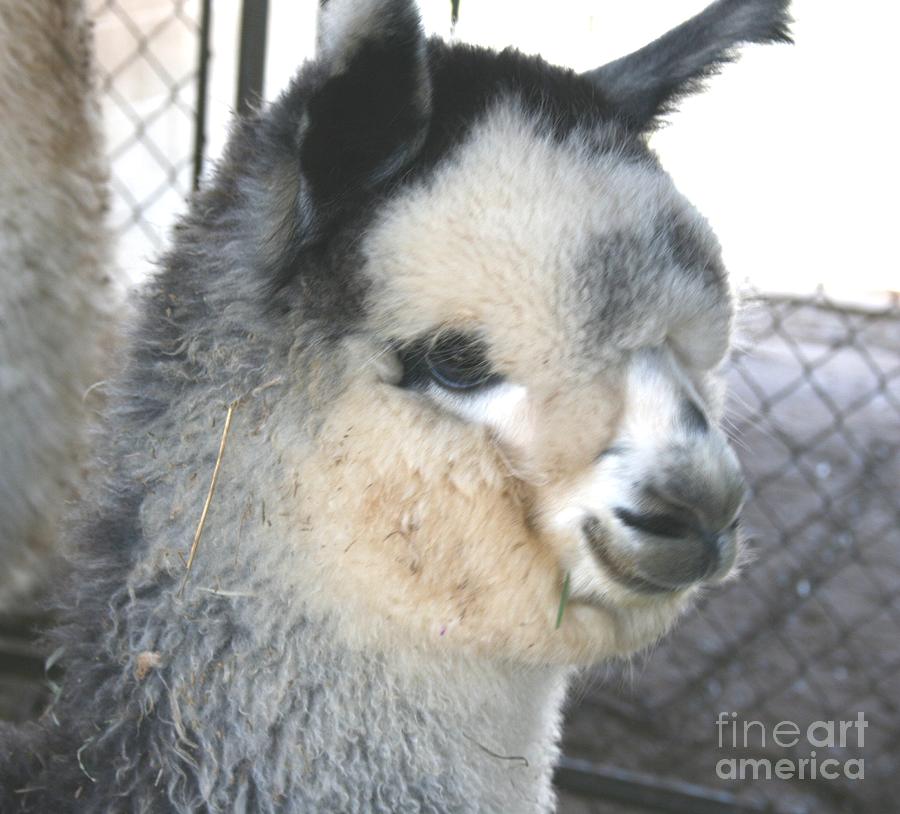 Alpaca Cria Head Photograph by Nancy Lake Watercolor Alpaca Cria Head Photograph by Nancy Lake Watercolor