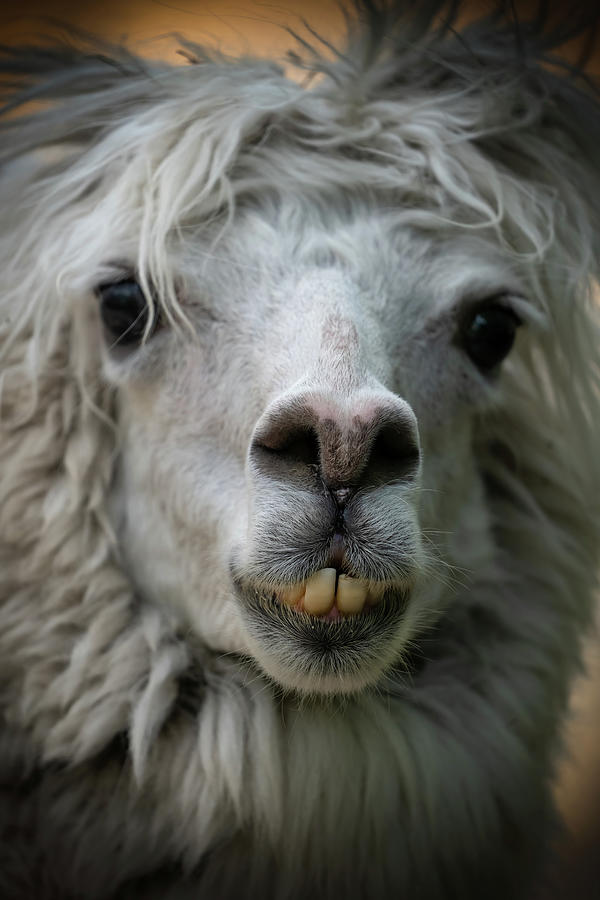 Nature Photograph - Alpaca Lama Pacos Snout Portrait by Artur Bogacki