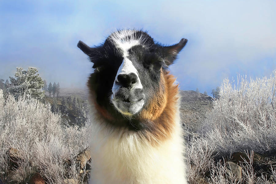 Winter Photograph - Alpaca Portrait by Donna Kennedy