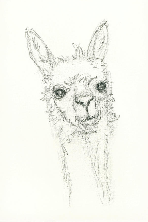 Alpaca portrait Drawing by Karen Kaspar