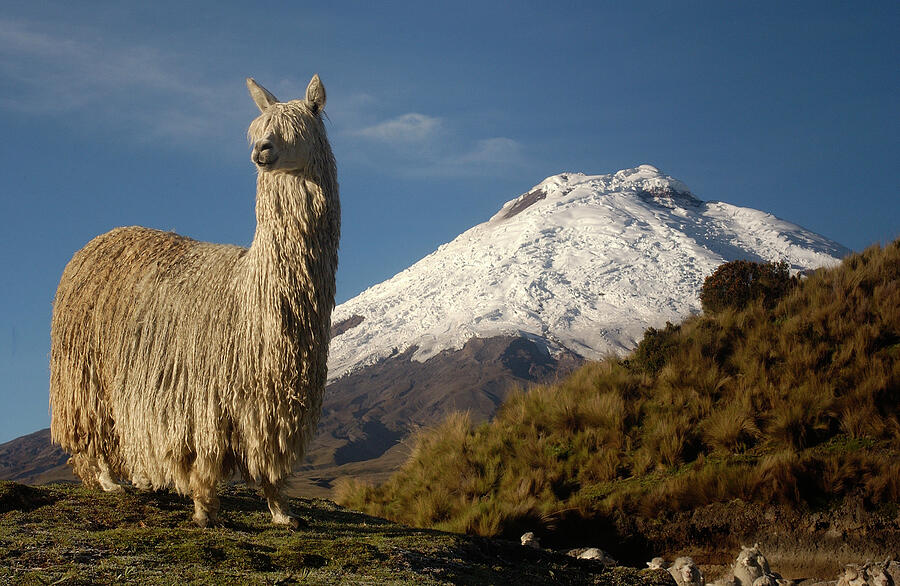 Alpaca Suri, a long haired variety of alpaca, in front of Cotopaxi volcano, Andes, Ecuador Photograph by Pete Oxford Alpaca Suri, a long haired variety of alpaca, in front of Cotopaxi volcano, Andes, Ecuador Photograph by Pete Oxford