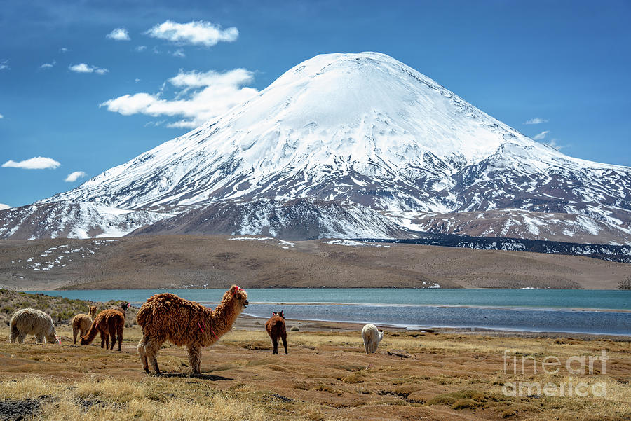 Alpacas and volcano, Chile Photograph by Delphimages Photo Creations
