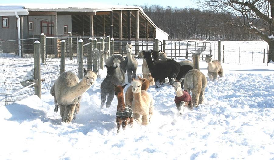 Alpacas in the Snow Photograph by Nancy Lake Watercolor