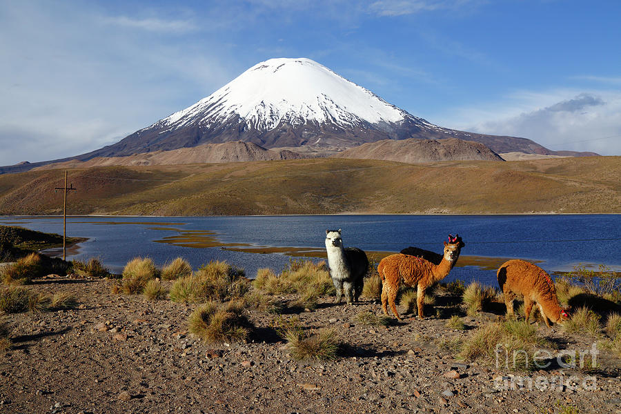 Alpacas Lake Chungara and Parinacota Volcano Chile Photograph by James Brunker