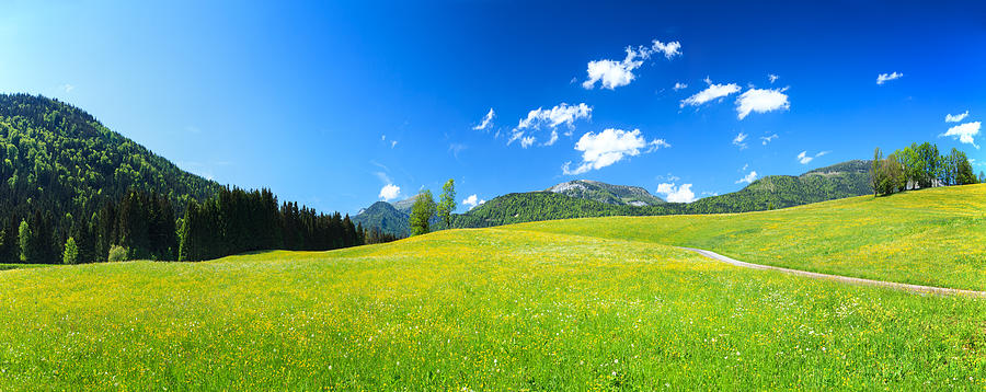 Alpen Landscape - Green Field Meadow full of spring flowers Photograph by Konradlew