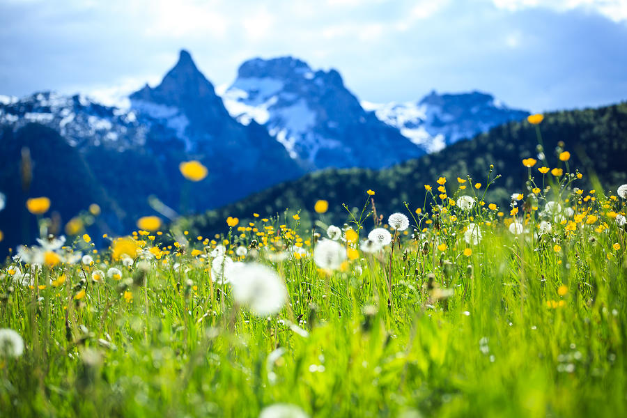 Alpen Landscape - Green Field Meadow full of spring flowers - selective focus (For diffrent focus point check the other images in the series) Photograph by Konradlew