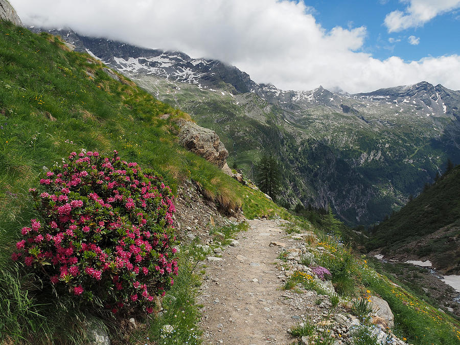 Alpenroses Flowering Along Hiking Trail On Monte Rosa Photograph by Federica Grassi Alpenroses Flowering Along Hiking Trail On Monte Rosa Photograph by Federica Grassi