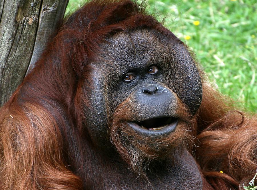 Alpha Male Orangutan Photograph by Ger Bosma