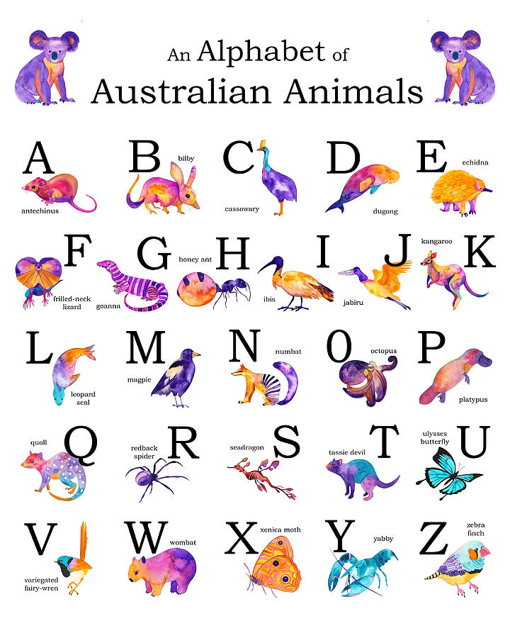 Alphabet of Australian Animals Poster stars Painting by Murphy Miller ...