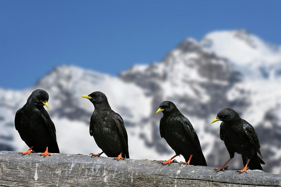 Alpine Choughs in the Mountains of the Alps Photograph by Arterra Picture Library
