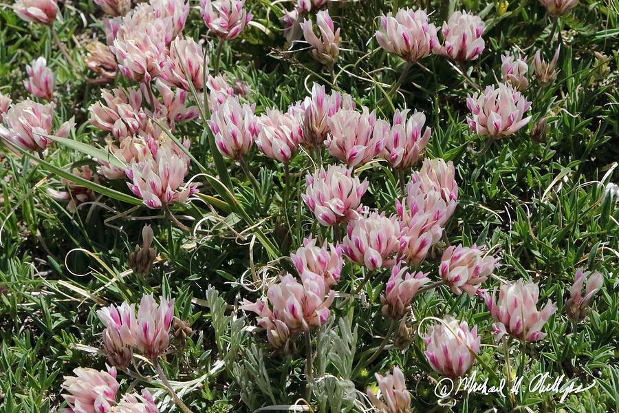 Alpine Clover Photograph by Michael Phillips - Pixels