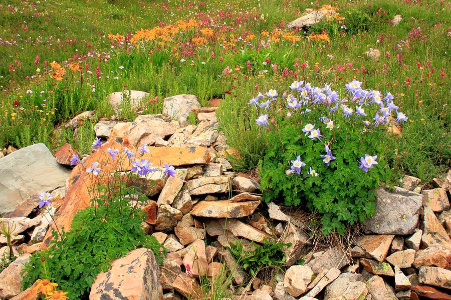 Alpine Wildflowers Photograph - Alpine Columbine, Indian Paintbrush, and Sunflowers - Colorado by Chris Wetherill