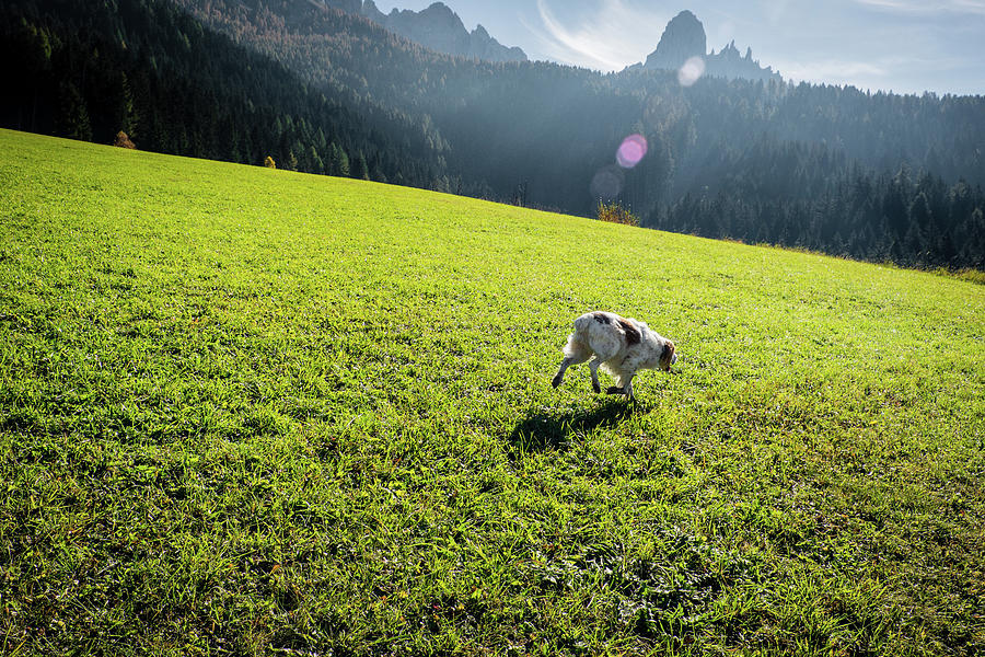 Alpine dog #1 Photograph by Alberto Zanoni