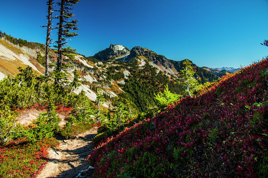 Alpine Fall Colors - III Photograph by Doug Scrima