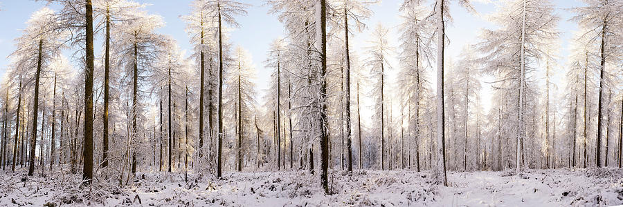 Alpine forest covered in snow in england Photograph by Sonny Ryse
