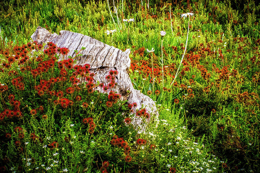 High Country Photograph - Alpine Garden by Bette Devine