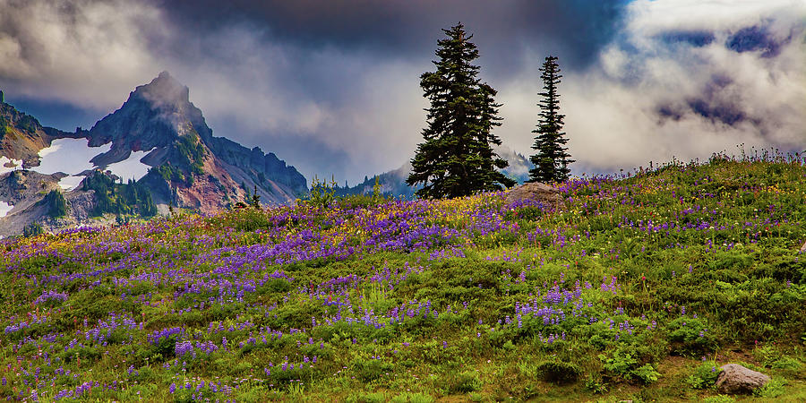 Alpine Gardens Mt Rainier Photograph by Tommy Farnsworth
