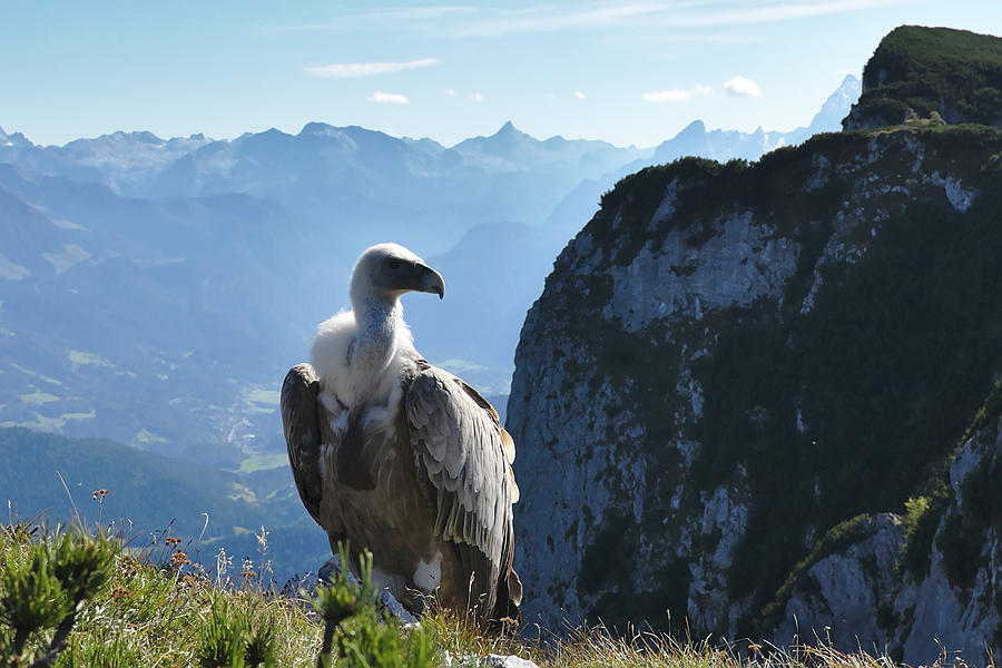 Alpine Griffon Vulture Photograph by Sean Hannon