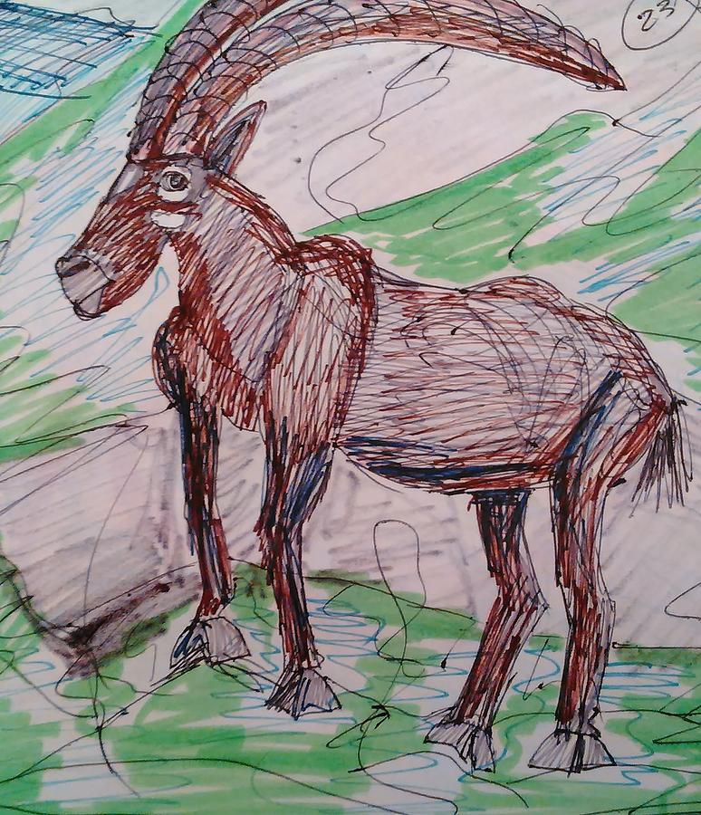 Alpine Ibex Drawing