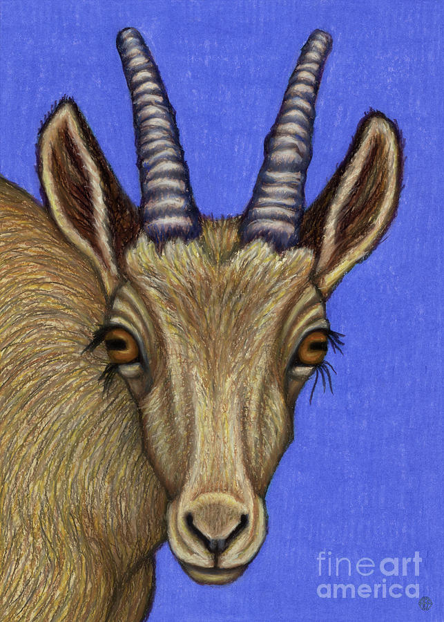Alpine Ibex Doe  Painting by Amy E Fraser