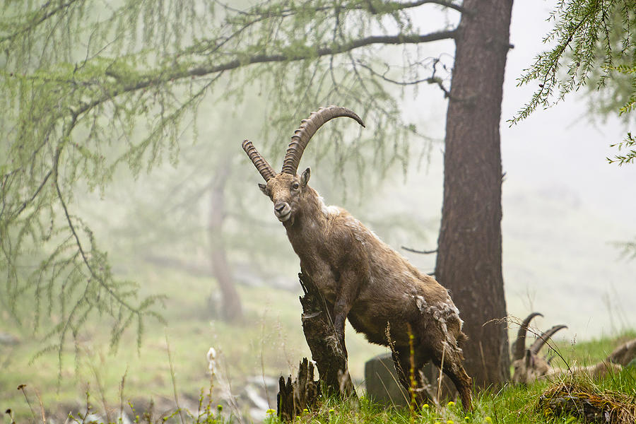 Alpine Ibex Photograph by Flavio Vallenari