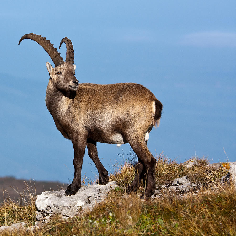 Alpine Ibex Standing On Top  Of Mountain Photograph by Gilles Monney