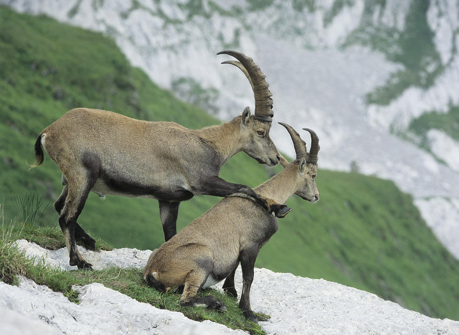 Alpine Ibexes Photograph by Moodboard