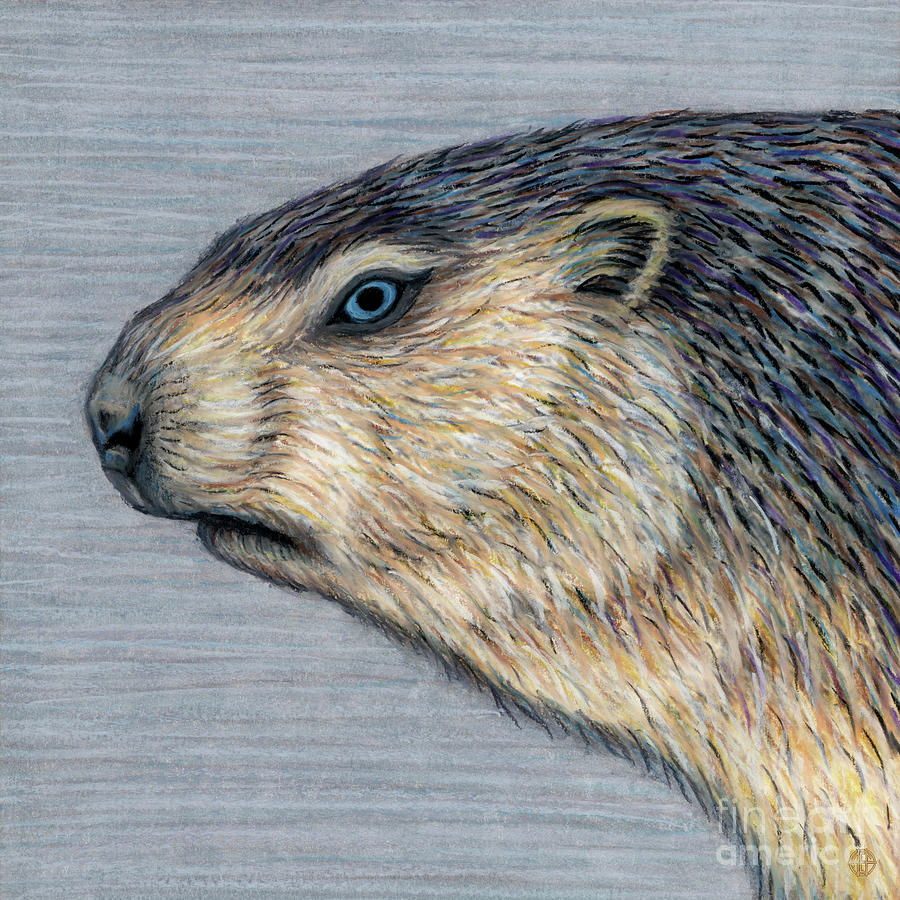 Alpine Marmot Painting by Amy E Fraser