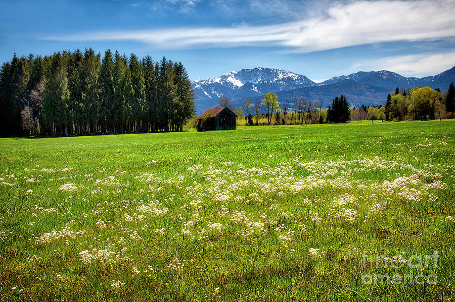 Alpine Meadow Photograph