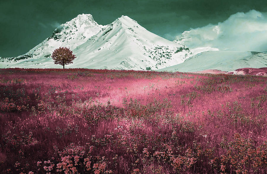Alpine Meadow - Surreal Art By Ahmet Asar Digital Art