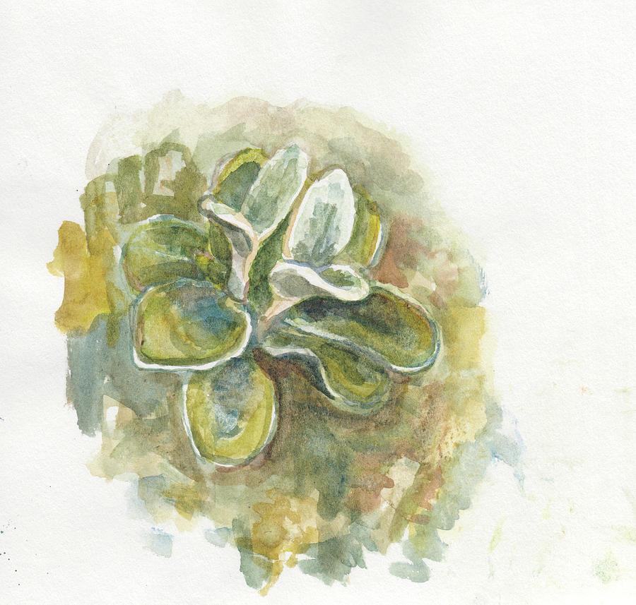 Alpine Plant Painting by Abby McBride