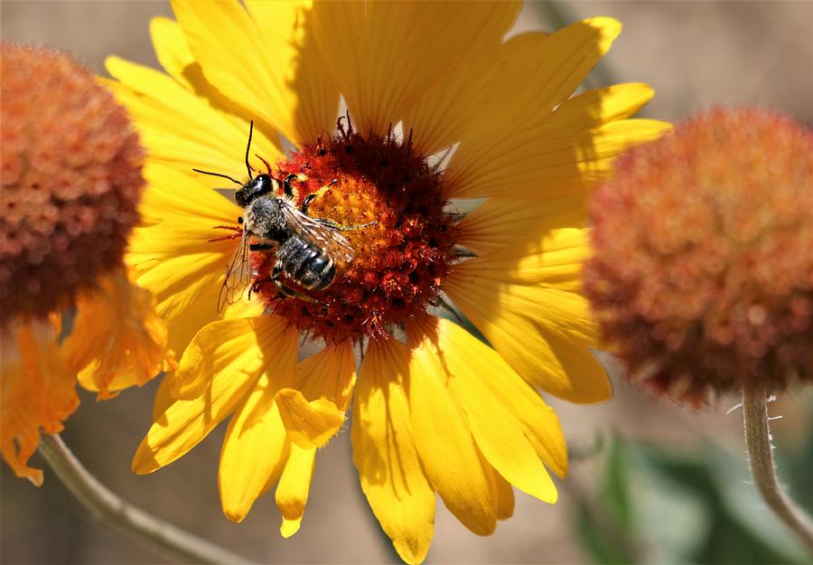 Alpine Pollination Photograph by Larry Kniskern - Pixels