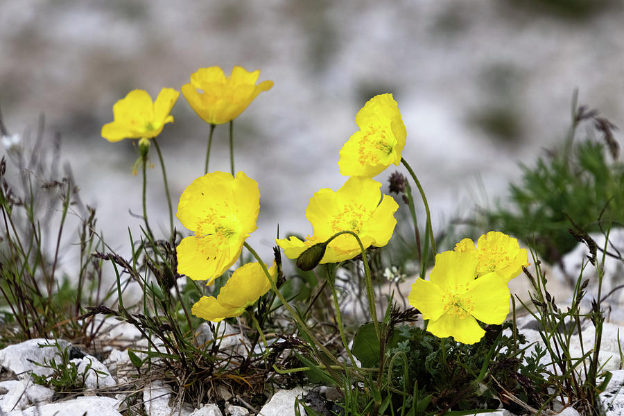 Alpine Rhaeticum Poppy Photograph by Norma Brandsberg