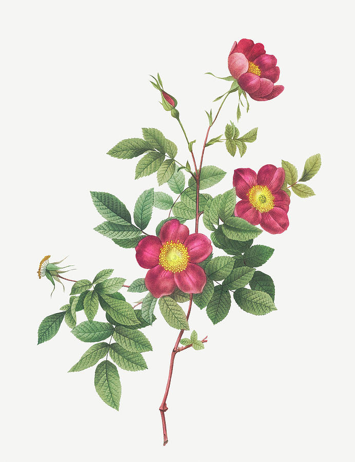 Alpine Rose, Common Alpine Rose Garden, Rosa Alpina vulgaris Painting ...