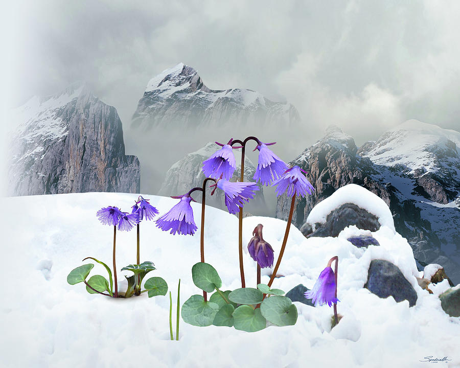 Alpine Snow Bloomers Digital Art by M Spadecaller