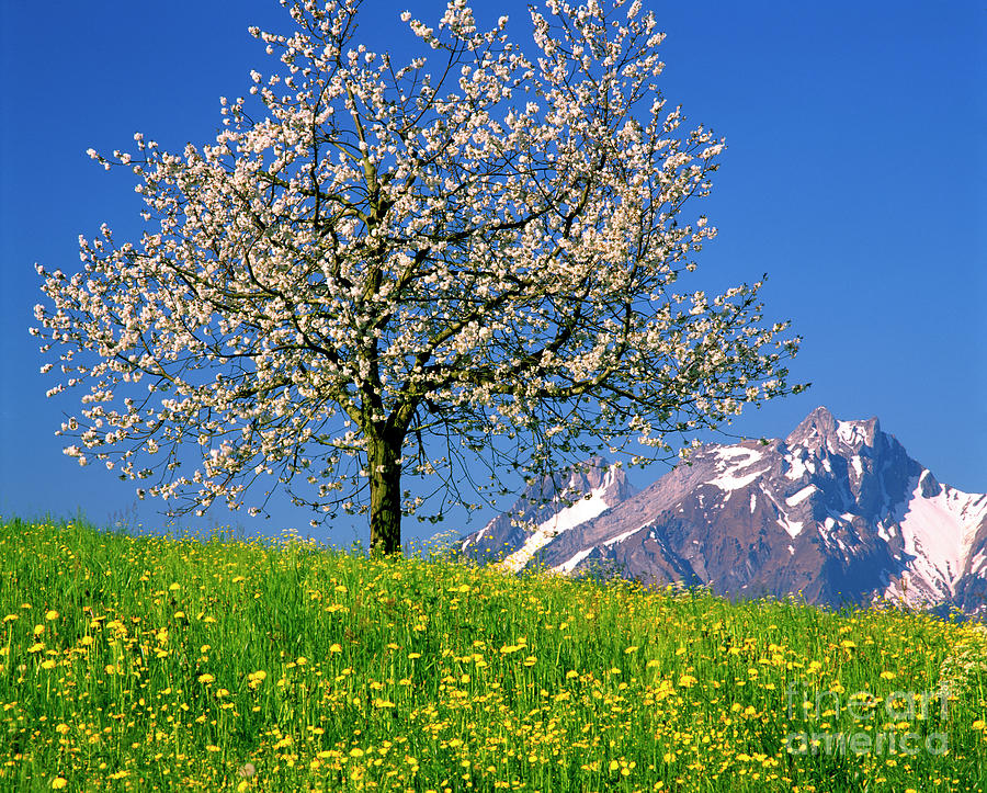 Alpine Spring Photograph by Edmund Nagele FRPS