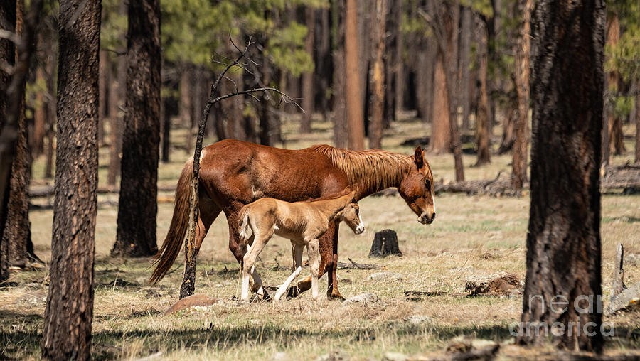 Alpine Wild Mustangs Digital Art by Tammy Keyes