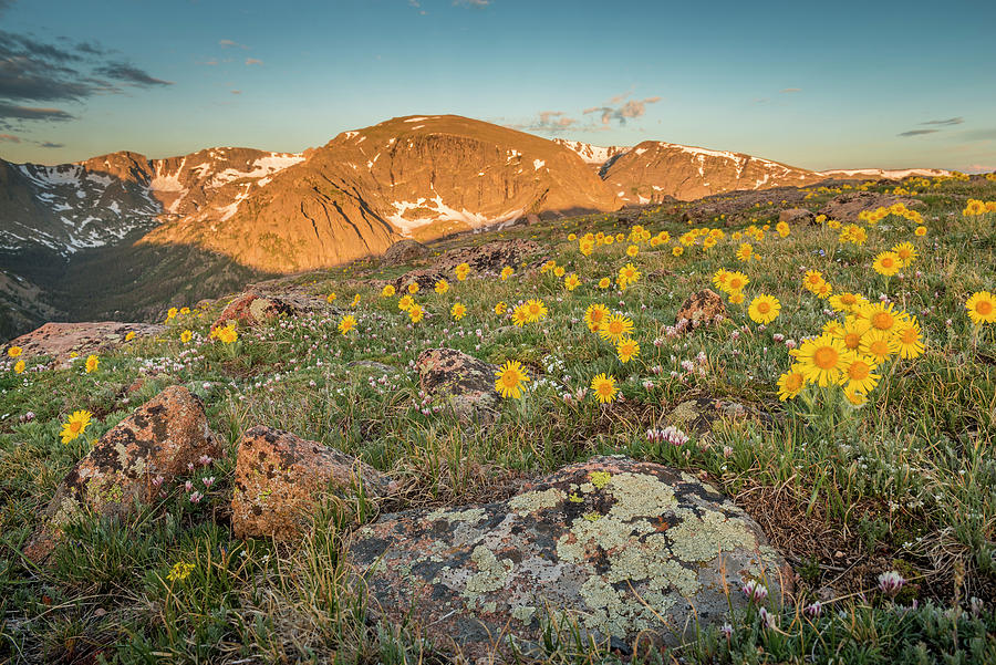 Alpine_sunflowers_TRR_RMNP_2020_2 Photograph by Dawn Wilson - Fine Art ...