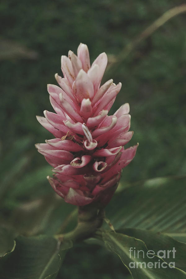 Alpinia Purpurata Photograph